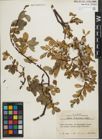 Foto von Salix kitaibeliana Willd.